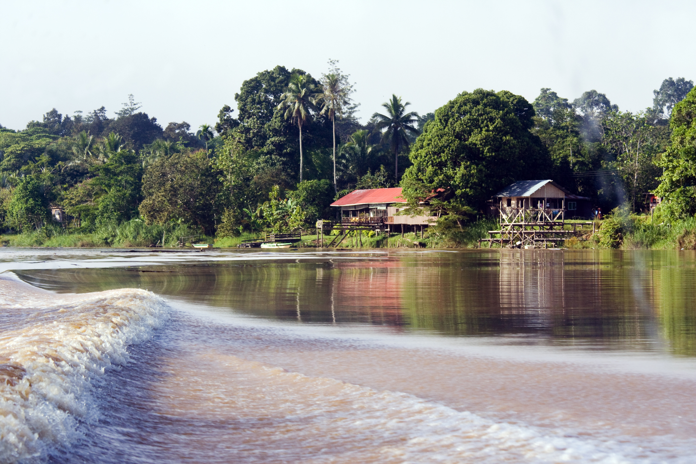 kinabatangan (4).webp